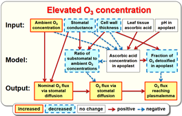 graphical abstract-GCB_KK R2-2